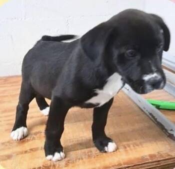 Labrador Retriever Dogs Available for Adoption in Cumming, Georgia - Bellina | PetCurious