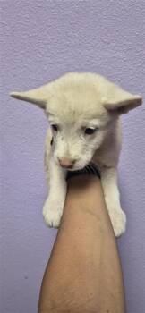 61524201 -  Siberian Husky and Mixed Breed Dog for Adoption in El Paso, Texas - 61524201 | PetCurious