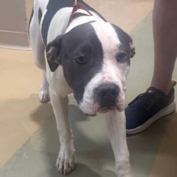 Gummy Worm -  Mixed Breed Dog for Adoption in Winston-salem, North Carolina - Gummy Worm | PetCurious