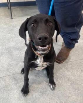 Labrador Retriever and Mixed Breed Dogs Available for Adoption - Encore | PetCurious