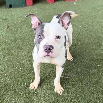 Bubba -  Pit Bull Terrier and Catahoula Leopard Dog Dog Available for Adoption in Nashville, Tennessee - Bubba | PetCurious