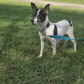Emily -  Rat Terrier Dog for Adoption in Mansfield, Texas - Emily | PetCurious