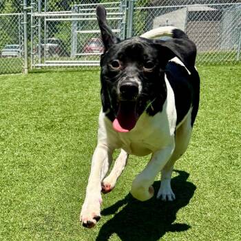 T-Dogg -  Mixed Breed Dog for Adoption in Parkersburg, West Virginia - T-Dogg | PetCurious