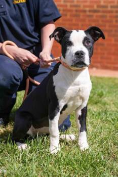 Pit Bull Terrier Dogs Available for Adoption in Stillwater, Oklahoma - Marcy | PetCurious