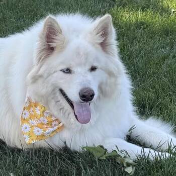 Alaskan Malamute Dogs Available for Adoption in Sonoma, California - Bao Bao | PetCurious