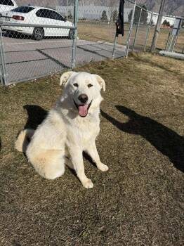 Akbash and Great Pyrenees Dogs Available for Adoption - Pearl | PetCurious
