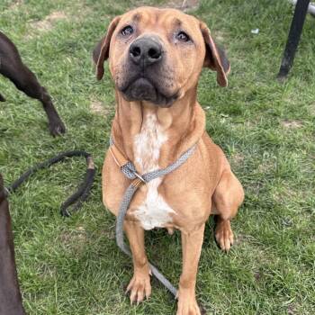 Hound Dogs Available for Adoption in Canton, Illinois - Ruby | PetCurious