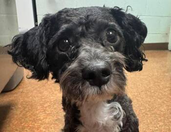 Miniature Schnauzer and Poodle Dogs Available for Adoption - Gator | PetCurious