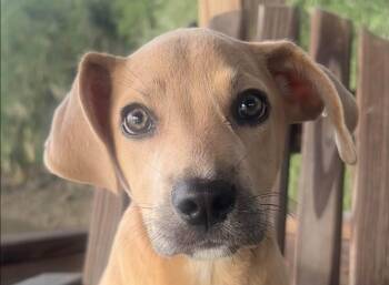 Rosie -  Mixed Breed Dog for Adoption in Eutawville, South Carolina - Rosie | PetCurious