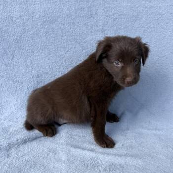 Subway Surfer -  Labrador Retriever and Mixed Breed Dog for Adoption in Carencro, Louisiana - Subway Surfer | PetCurious