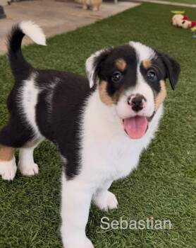 Sebastian -  Jack Russell Terrier and Australian Shepherd Dog for Adoption in Phoenix, Arizona - Sebastian | PetCurious