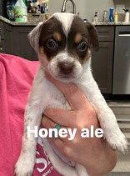 Honey Ale -  Australian Cattle Dog Blue Heeler Dog for Adoption in Newport, Kentucky - Honey Ale | PetCurious