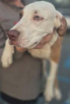 Terrier Dogs Available for Adoption in Sterling, Massachusetts - Amos 6 Months AVAIL 4/22 | PetCurious