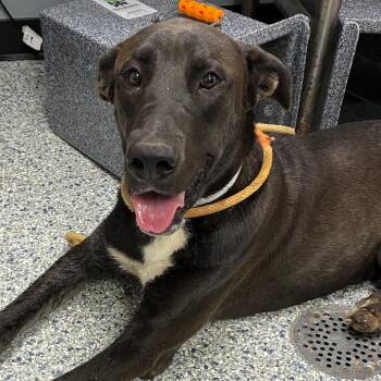 Chucky -  Great Dane and Mixed Breed Dog for Adoption in Birmingham, Alabama - Chucky | PetCurious