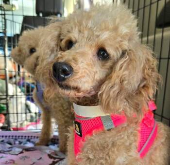 Morgan -  Miniature Poodle Dog for Adoption in Williamsburg, Virginia - Morgan | PetCurious