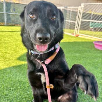 Minto -  Black Labrador Retriever and Mixed Breed Dog for Adoption in Evansville, Indiana - Minto | PetCurious