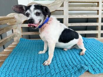 Tucker -  Chihuahua Dog for Adoption in New York, New York - Tucker | PetCurious