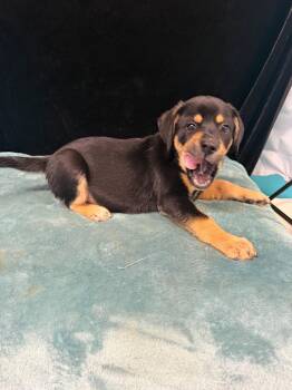Toby -  Beagle Dog for Adoption in Mount Laurel Township, New Jersey - Toby | PetCurious