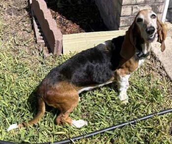 Rescue Basset Hound Dogs for Adoption in Hamilton, New Jersey - CANELA | PetCurious