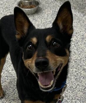 Dingo -  Australian Kelpie Dog for Adoption in Golden, Colorado - Dingo | PetCurious