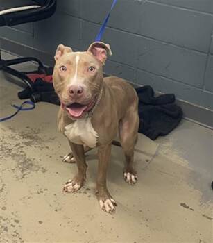 American Staffordshire Terrier and Mixed Breed Dogs Available for Adoption - CASHMERE | PetCurious