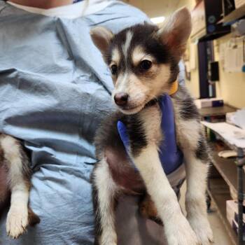 Frankie -  Husky Dog for Adoption in Charlottesville, Virginia - Frankie | PetCurious