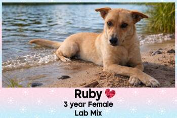 Labrador Retriever Dogs Available for Adoption - RUBY  – 3  YEAR FEMALE LAB MIX@ PETCO, 5011 E. RAY ROAD, PHX 850 | PetCurious