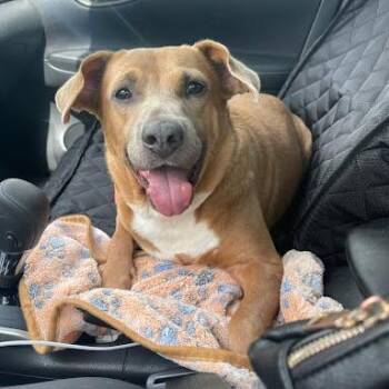 Shania -  Pit Bull Terrier Dog for Adoption in Edinburg, Texas - Shania | PetCurious