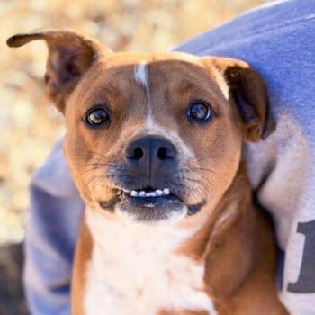 Finn -  Mixed Breed Dog for Adoption in Tacoma, Washington - Finn | PetCurious