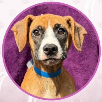 Oatmeal -  Mixed Breed Dog for Adoption in Toms River, New Jersey - Oatmeal | PetCurious