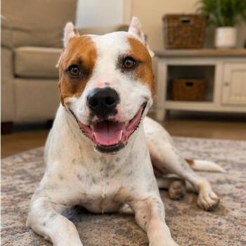 Sammie Squeaks Mini Miss Sunshine -  American Staffordshire Terrier and Pit Bull Terrier Dog for Adoption in Friendswood, Texas - Sammie Squeaks Mini Miss Sunshine | PetCurious