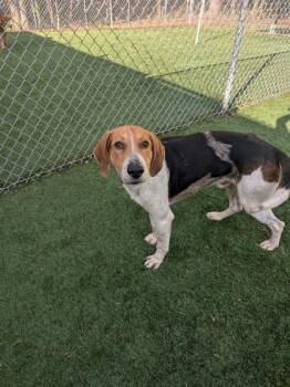 Hound and Mixed Breed Dogs Available for Adoption in Louisburg, North Carolina - Skeeter | PetCurious