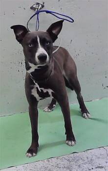 A2097111 -  Staffordshire Bull Terrier and Mixed Breed Dog for Adoption in Houston, Texas - A2097111 | PetCurious