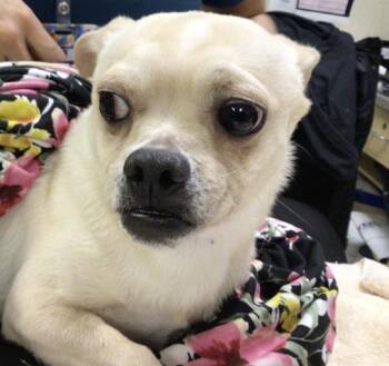 Chihuahua Dogs Available for Adoption - SCRAPPY | PetCurious