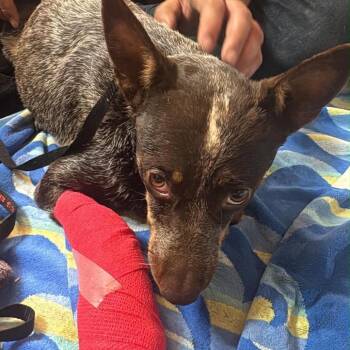Shelby -  Cattle Dog Dog for Adoption in Phoenix, Arizona - Shelby | PetCurious