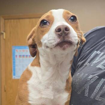 Basset Hound and Mixed Breed Dogs Available for Adoption in Milan, Illinois - Clover | PetCurious