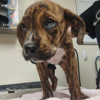 Uniqua -  Mixed Breed Dog for Adoption in Lakeland, Florida - Uniqua | PetCurious