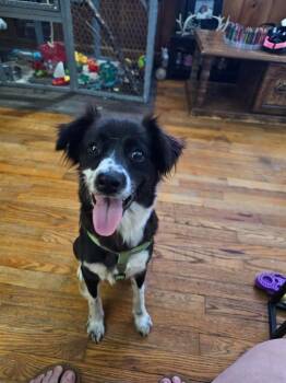 Mixed Breed Dogs Available for Adoption in Taycheedah, Wisconsin - Meli | PetCurious