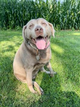 Pippa -  Labrador Retriever Dog for Adoption in Warrington, Pennsylvania - Pippa | PetCurious