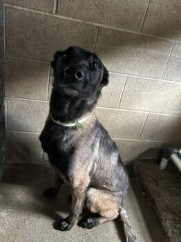 Belgian Shepherd Malinois Dogs Available for Adoption - Hannah | PetCurious