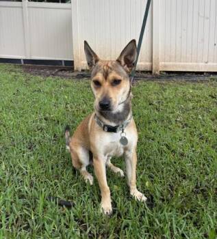 Mixed Breed Dogs Available for Adoption - Dodger | PetCurious