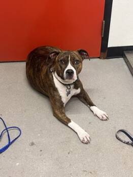 Rescue Mixed Breed Dogs for Adoption in West Chester, Pennsylvania - Stella | PetCurious