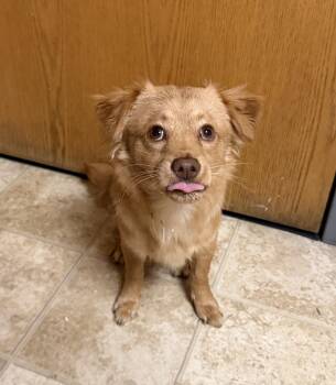 Homer -  Chihuahua Dog for Adoption in Mineral Point, Wisconsin - Homer | PetCurious