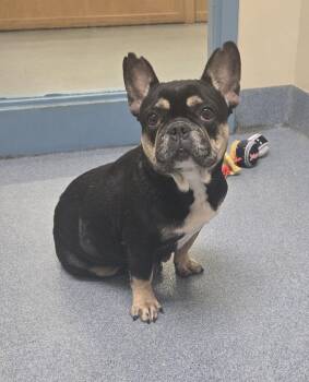 Lily -  French Bulldog Dog for Adoption in Suffolk, Virginia - Lily | PetCurious