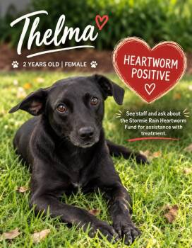 Thelma -  Dachshund and Mixed Breed Dog for Adoption in Kingsland, Georgia - Thelma | PetCurious