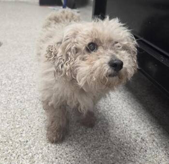 Pepe -  Mixed Breed and Poodle Dog for Adoption in Vancouver, Washington - Pepe | PetCurious