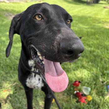 Beauty -  Weimaraner Dog for Adoption in Pearland, Texas - Beauty | PetCurious