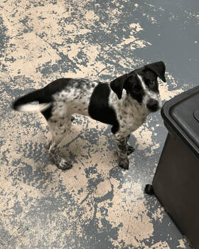 Rescue Pointer and Collie Dogs for Adoption in New York, New York - Tucker | PetCurious