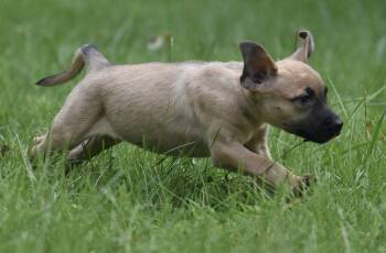 Sylvia -  Terrier and Boxer Dog for Adoption in Mechanicsburg, Pennsylvania - Sylvia | PetCurious