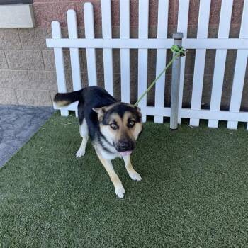 SKIPPY -  German Shepherd Dog Dog for Adoption in Modesto, California - SKIPPY | PetCurious
